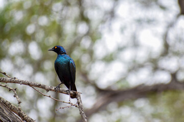 Glossy Starling in Kruger National Park, South Africa.