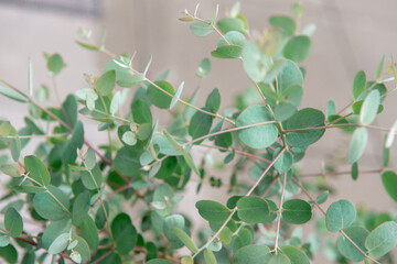 Close up photo of fresh eucalyptus leaves of gunnii bush