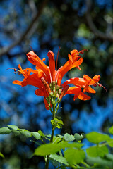 Cape honeysuckle flowers (Tecoma capensis)