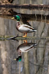 Mallard