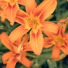 Fototapeta premium Floral background. Stylish orange lilies. Square image .