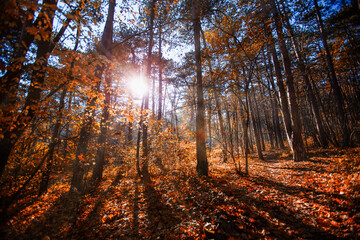 sun rays in autumn forest 