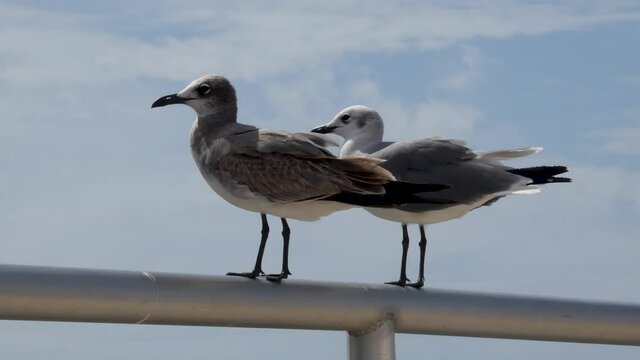 Black-legged kittiwakes, immature and mature, perch on railing before flying off.