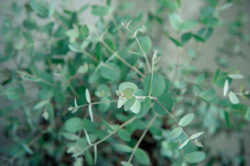 Close up photo of fresh eucalyptus leaves of gunnii bush