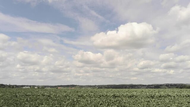 Fluffy White Clouds Over The Dry Meadow With Plants Waving In Overijse, Belgium - Agricultural Drought - slow tilt down shot