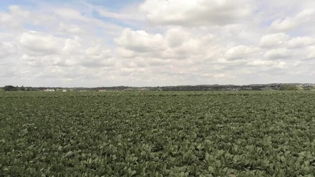 Dry Grassland In Overijse, Belgium During Drought Season - panning shot