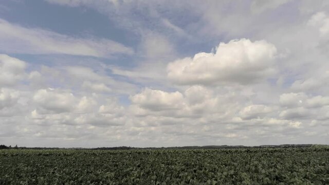 Flying Over The Dry Fields In Overijse, Belgium On A Bright Weather During Drought Season - tilt down drone shot