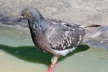 A city pigeon stands in a pool of water on a hot summer day