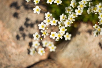 Садовый цветок камнеломка белая в камнях