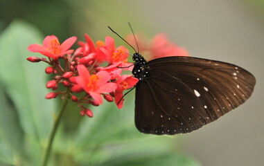 A beautiful butterfly sits on a green sheet of wood.