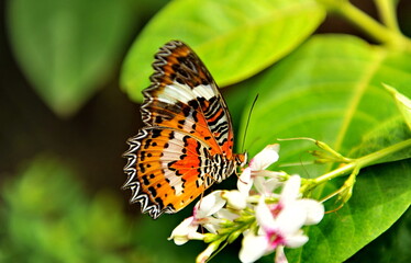 A beautiful butterfly sits on a green sheet of wood.