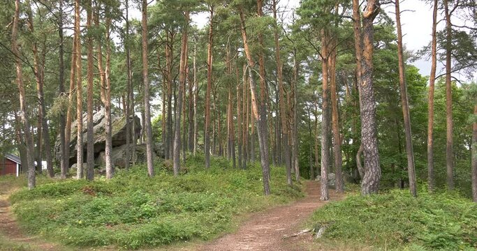 4K summer late afternoon video of Porvoo pine tree forest in Finland, northern Europe