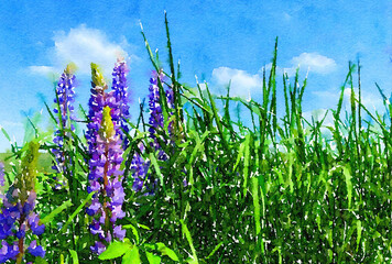 Obraz premium Beautiful willow herbs watercolor painting illustration