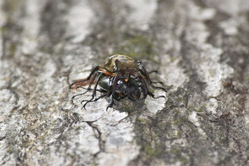 ミヤマクワガタの雄と雌