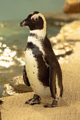 penguin on the beach