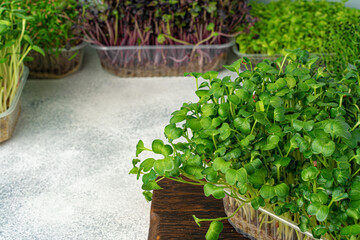 Micro green sprouts on wooden board, view from above