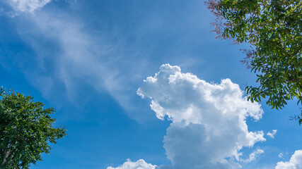 a view under the tree, look to the cloudy blue sky
