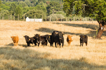 Portuguese wild bulls herd in the prairie with brown bulls, black and white bulls and black bulls