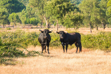 Naklejka na ściany i meble Portuguese wild bulls herd in the prairie with brown bulls, black and white bulls and black bulls