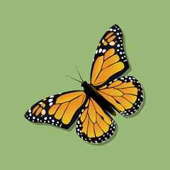 The Monarch butterfly (Danaus plexippus) in the family Nymphalidae. Vector illustration.