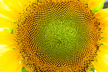 sunflower close up