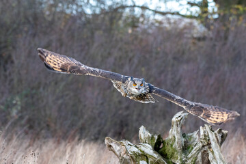 Eurasian Eagle Owl (Bubo bubo) pictured flying above a meadow