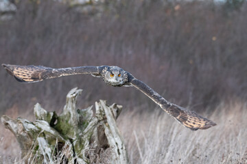 Eurasian Eagle Owl (Bubo bubo) pictured flying above a meadow