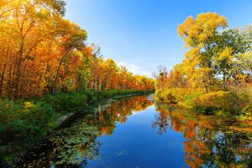 Fototapeta na wymiar Autumn river and colorful trees near the water