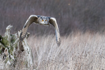 Eurasian Eagle Owl (Bubo bubo) pictured flying above a meadow