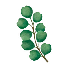 Watercolor eucalyptus green leaves vector