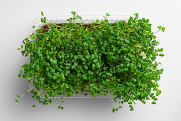 Micro green growing sprouts on white background, top view