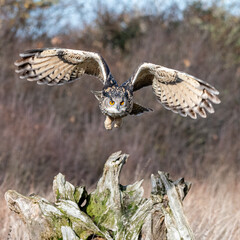 Eurasian Eagle Owl (Bubo bubo) pictured flying above a meadow