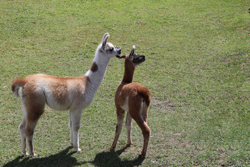Llama in the field near Machu Pichu City