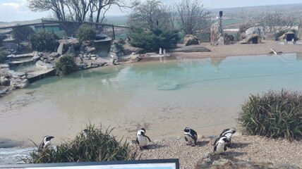 Penguins in captivity 