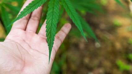 The man's hand is holding an adult cannabis plant with shoots and leaves. The surface of the cannabis plant at the outdoor cannabis farm outdoor marijuana plants that grow Thailand