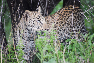 Leopard in Kruger National Park, South Africa.