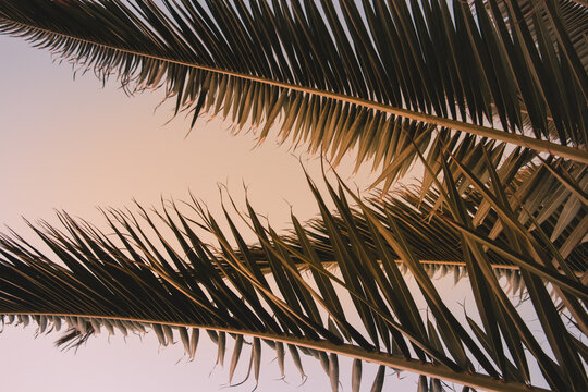Background of palm`s leaves, sky and lights. Palm tree, leaves, sky. Beautiful of palm`s leaves on the sky background. Colorful and nature.