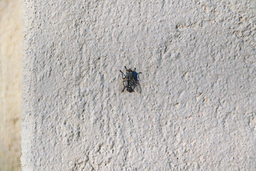 Fly Over Concrete Wall