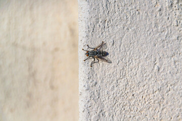 Fly Over Concrete Wall