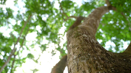 Bright Green Tree Background Looking up view