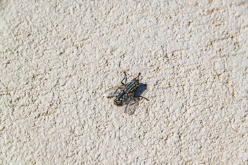 Fly Over Concrete Wall