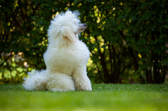 image of dog grass background 