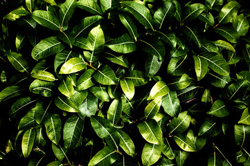 Dark green leaves background or Natural leaf textured for grassy backdrop and verdant wallpaper