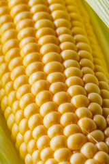 fresh corn cob on white acrylic background