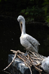 White pelican in the water