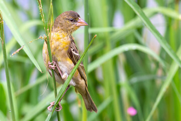 Naklejka premium A female southern masked weaver get grass to build a nest