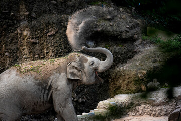Junger asiatischer Elefant nimmt eine Erddusche