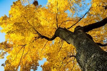 yellow autumn tree