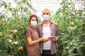 Modern technologies in farming. Young scientists working on a tomato greenhouse farm. Compare the data in the tablet. Work on an organic farm. In protective masks
