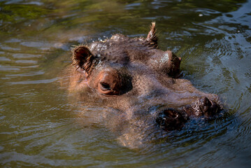 Flusspferd im Wasser